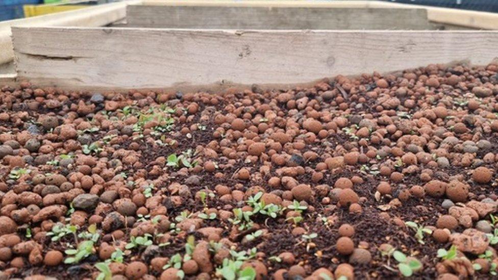 Wildflowers sprouting in an 'experimental' living roof