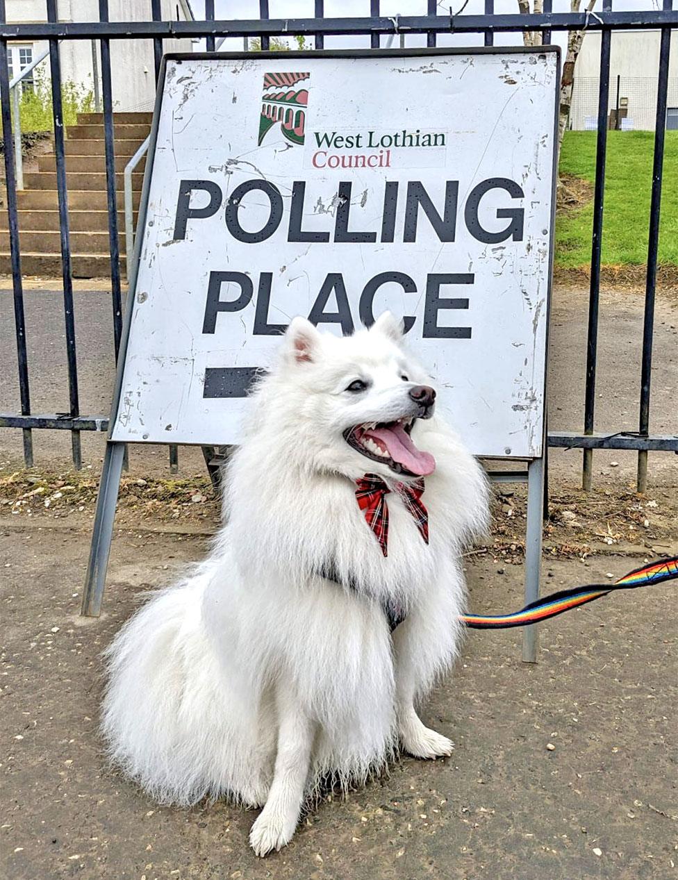 A dog poses next to a polling station sign in West Lothian