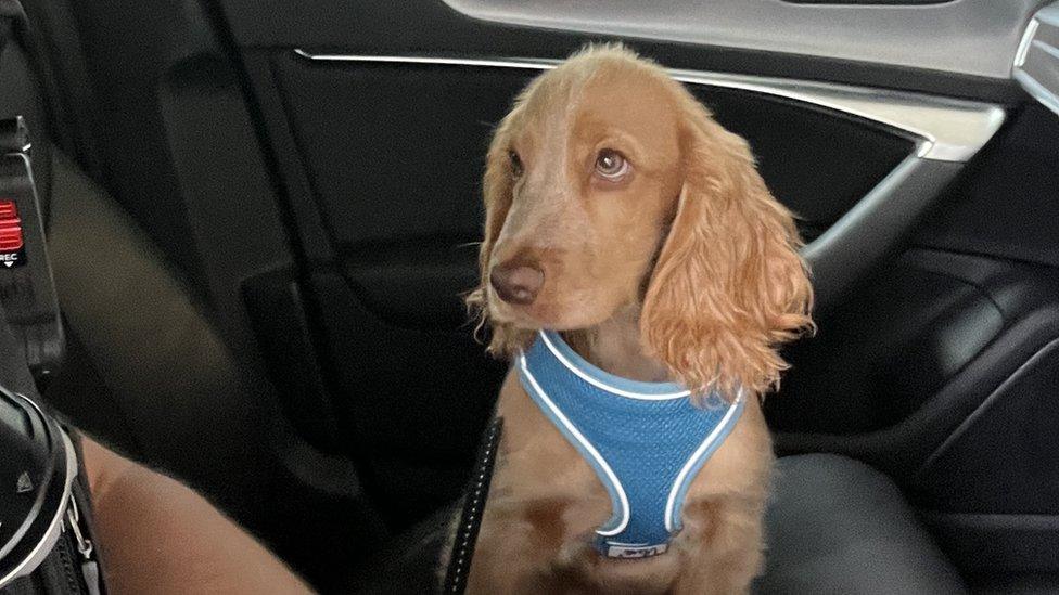 Cocker spaniel puppy in police car