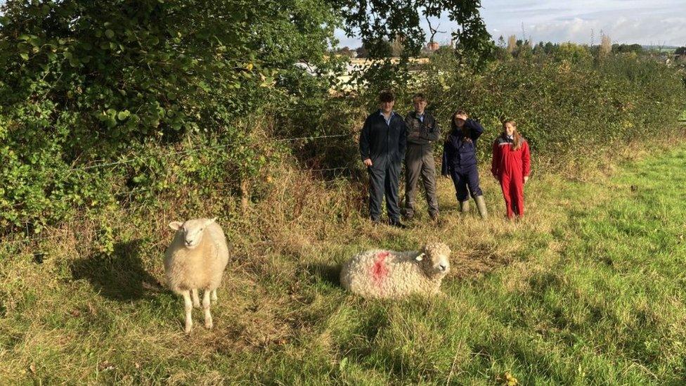 Four students standing in a field next to two sheep. One sheep is standing, the other is sitting. Two of the students are male and two are female. They are all wearing overalls and looking directly at the camera.