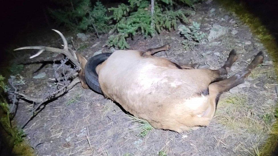 elk-with-tyre-around-its-neck.