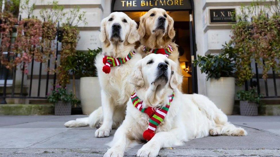 Dogs in front of hotel