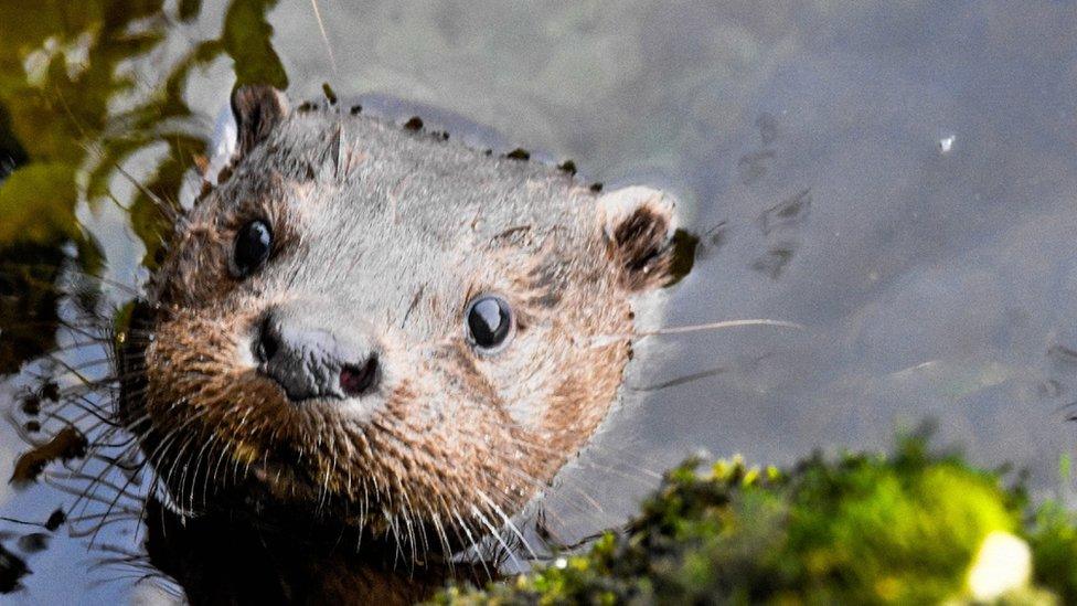 Otter in River Kent