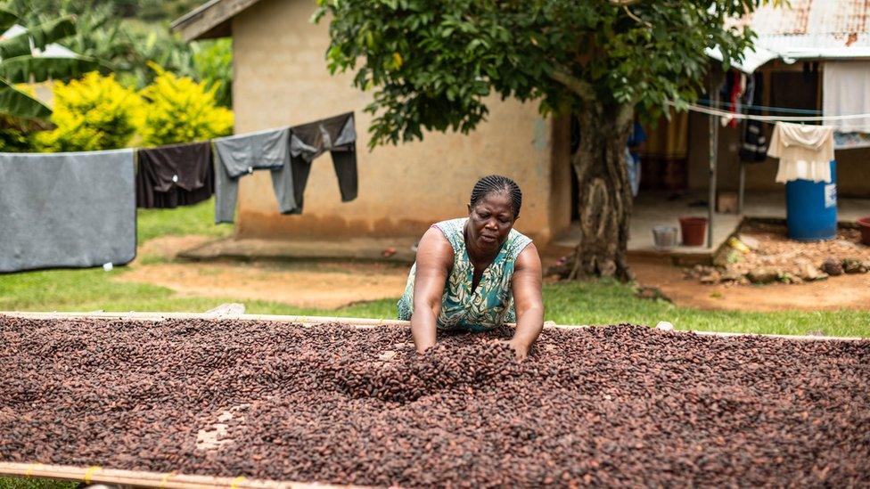 drying-cocoa-beans.