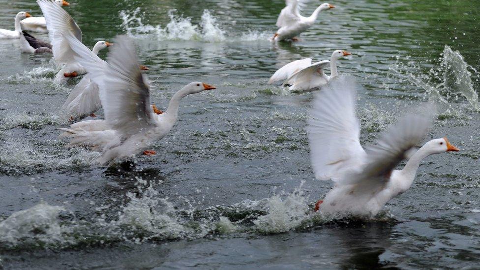 greylag geese in flight from a lake