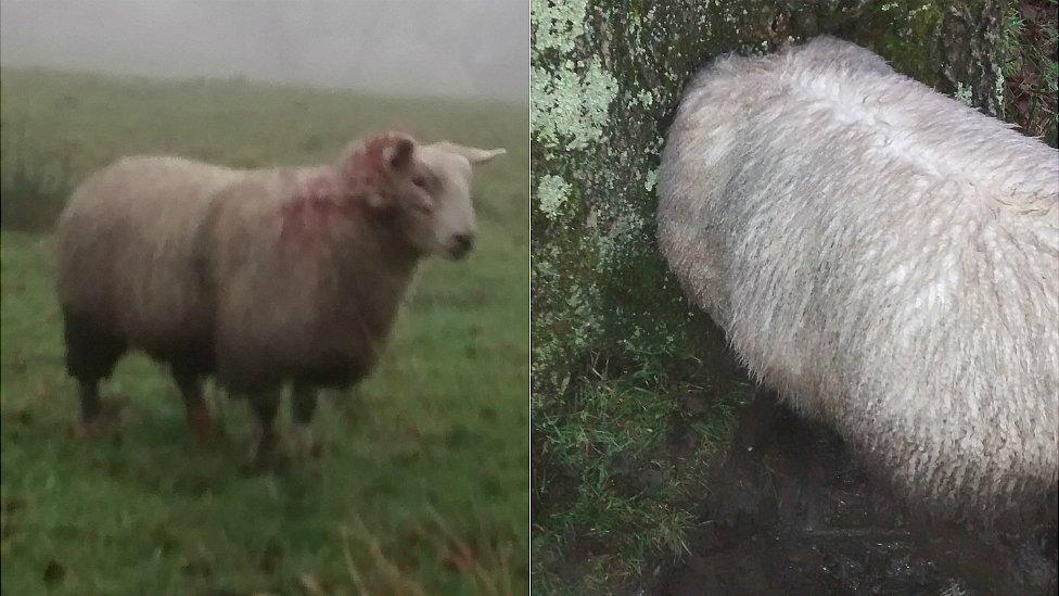 Sheep with head stuck in tree