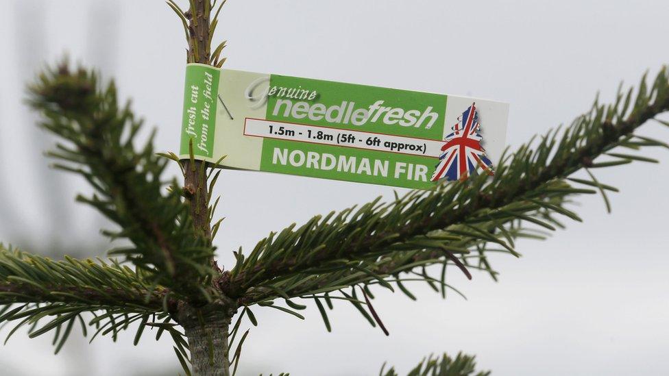 Label on Nordman fir Christmas tree