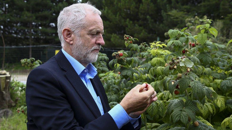 Jeremy Corbyn picking fruit