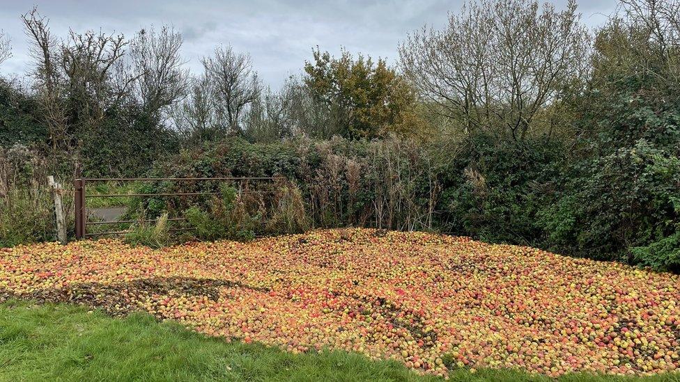 Lots of apples in floodwater in the corner of a field