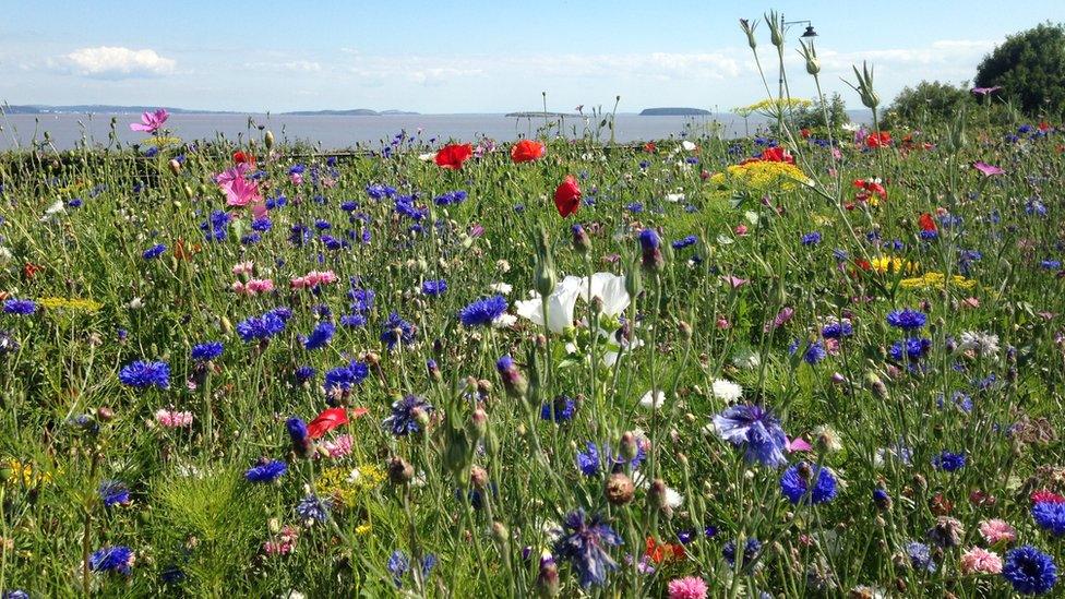 Louise Meaden, of Penarth, captured this image of Flat Holm and Steep Holm in the Bristol Channel with a wildflower bed in the foreground.