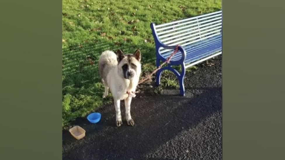 image of abandoned dog