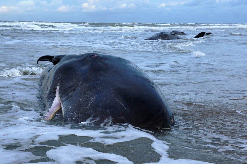 Sperm whales stranding