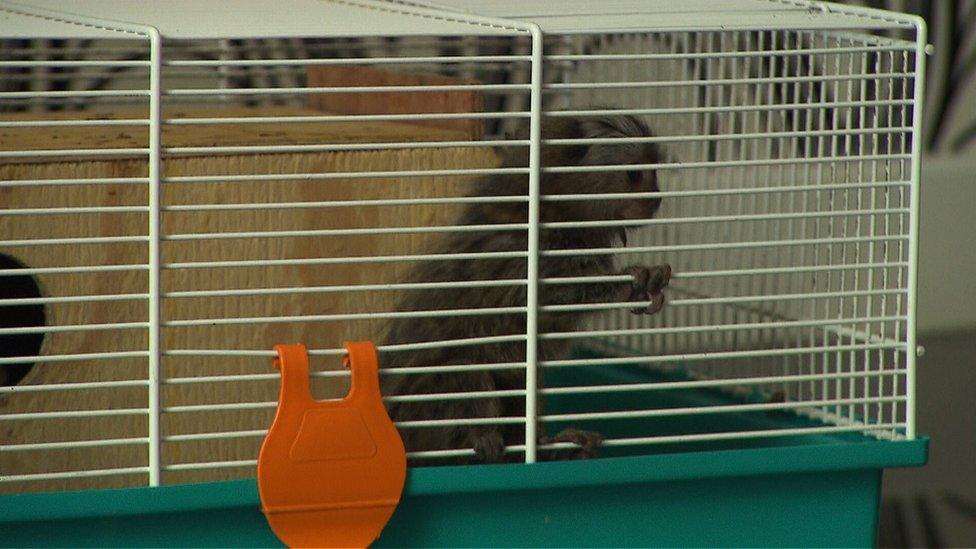 A baby marmoset in a small cage