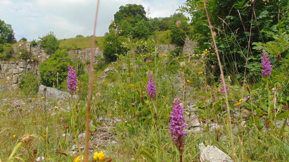 Wildflowers