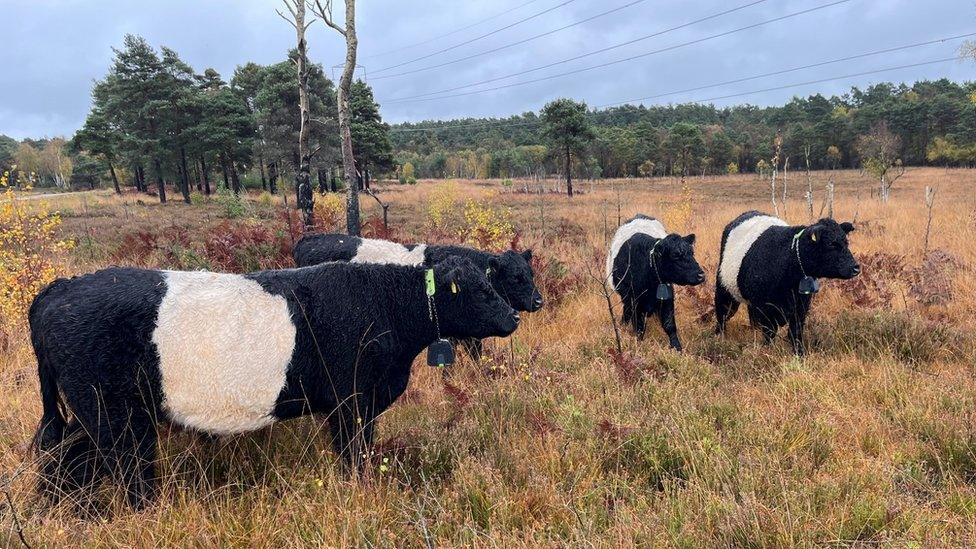 Cows grazing in a field