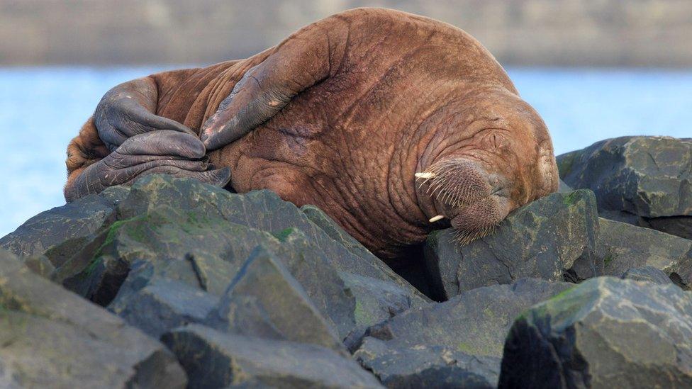 Walrus resting on harbour defences at Seahouses