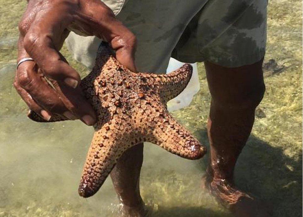 Starfish near the island