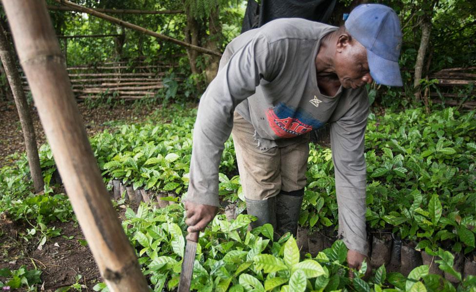 Coffee farmer George Klu works on his coffee farm in the Volta Region of Ghana