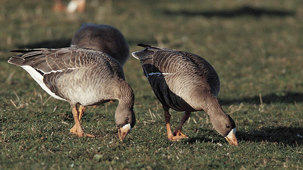 Greenland white-fronted geese