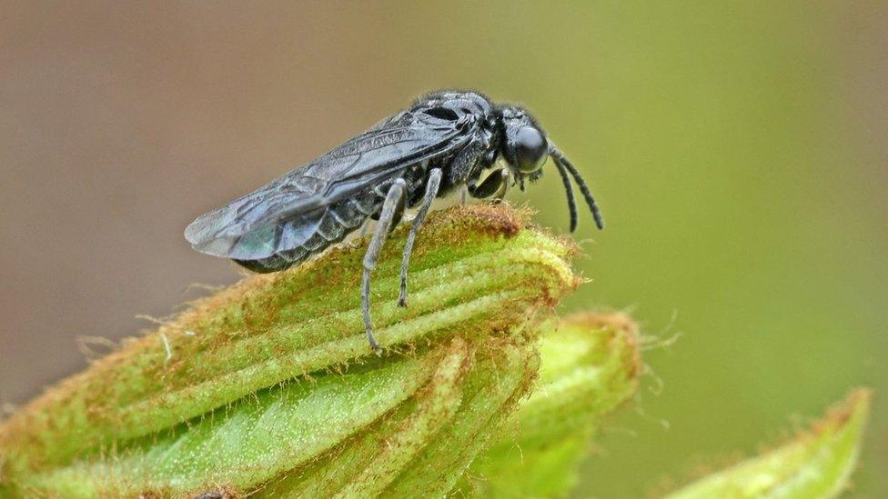 Ash sawfly perched on foliage