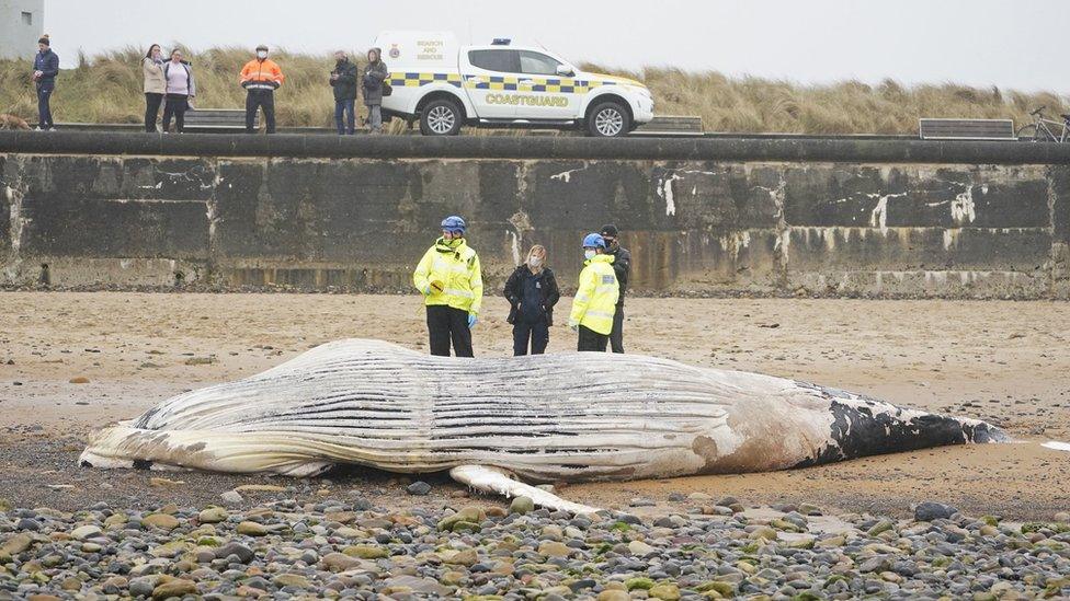 People in high vis stand next to the dead whale