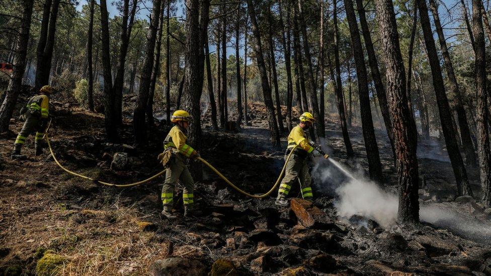 Firefighters from the Brigadas de Refuerzo en Incendios Forestales (BRIF) water scorched trees to tackle a forest fire in Cebreros on July 18, 2022 in Avila, Spain. Wildfires have broken out across Spain and southern Europe amid a severe heatwave.