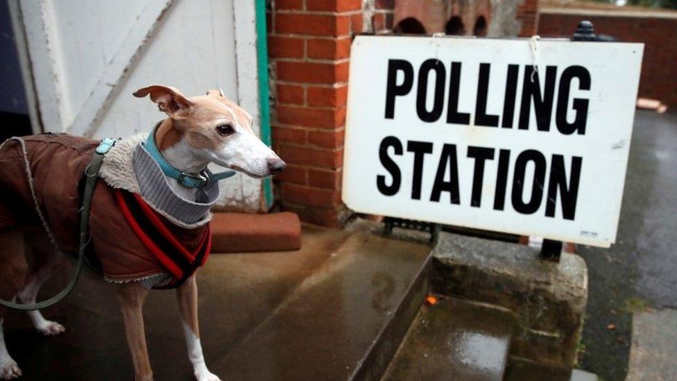 Dog at polling station