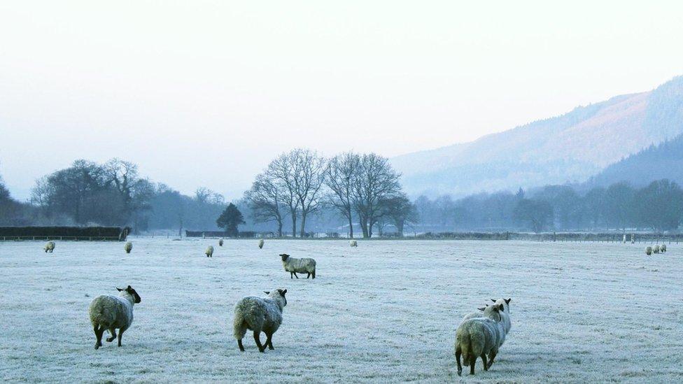 Sheep in a field Neath, Port Talbot