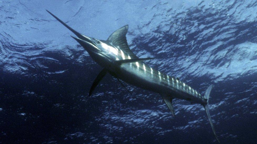 A marlin