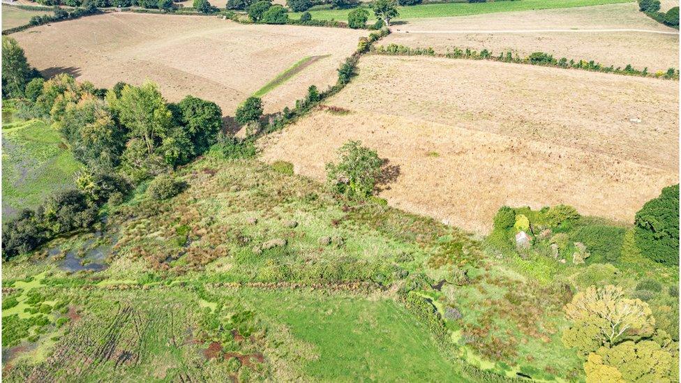 A photo of the wetland