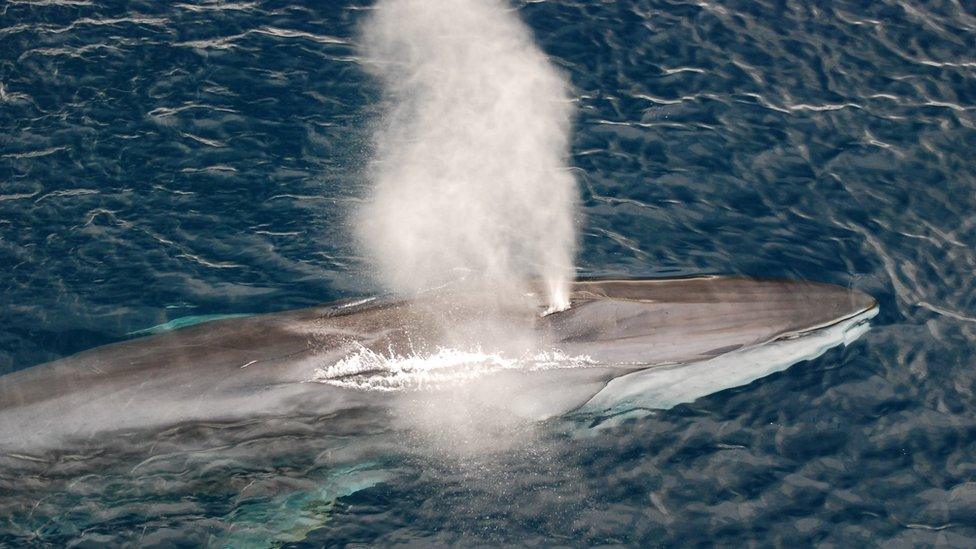 fin whale in water