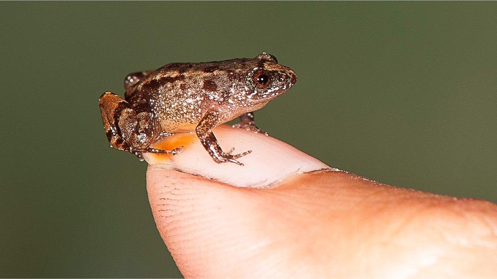 Vijayan’s Night Frog