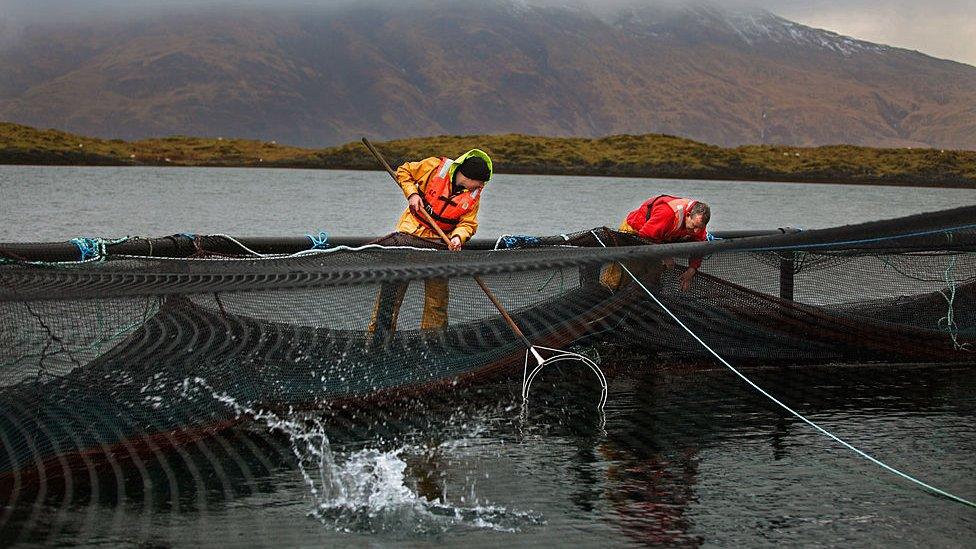 Gerry Carney, chief husbandry man, and John MacLeod, site manager, check stock at Scottish Sea Farms, Lismore North farm on January 13, 2011 in Oban