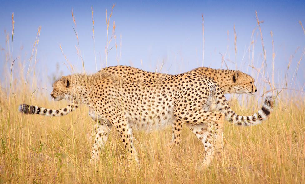 Two cheetahs walking past each other