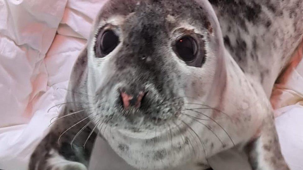 Seal pup