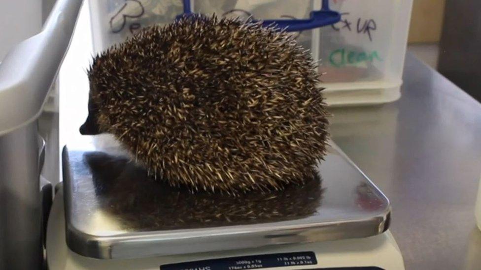 Hedgehog on weighing scales