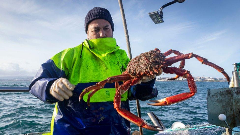 Fisherman holds up a European spider crab while standing on a boat.