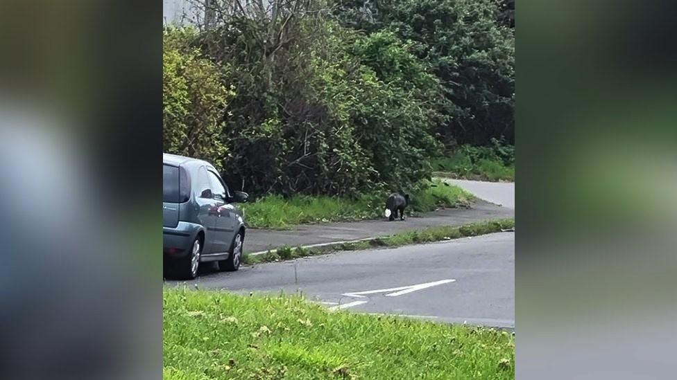 The black fox in Barry