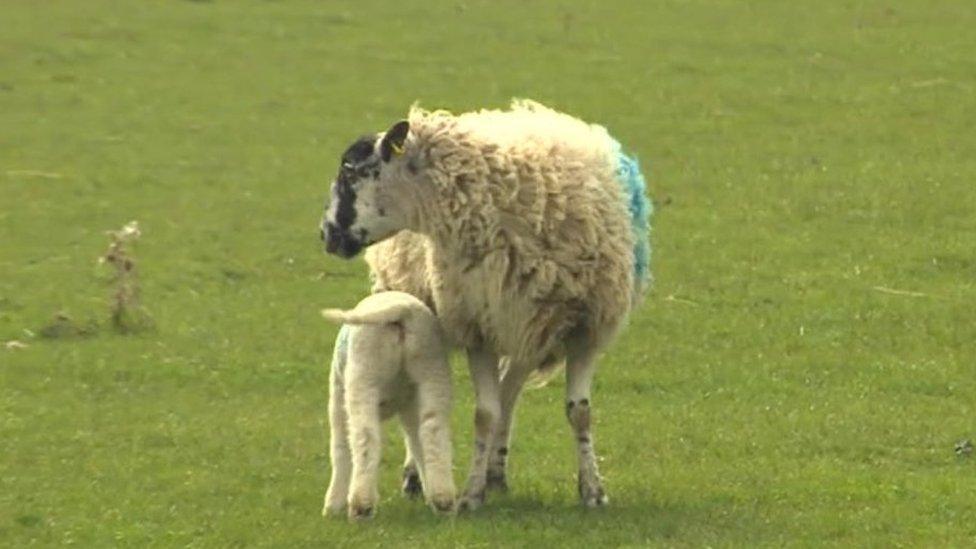 Sheep and lamb in a field