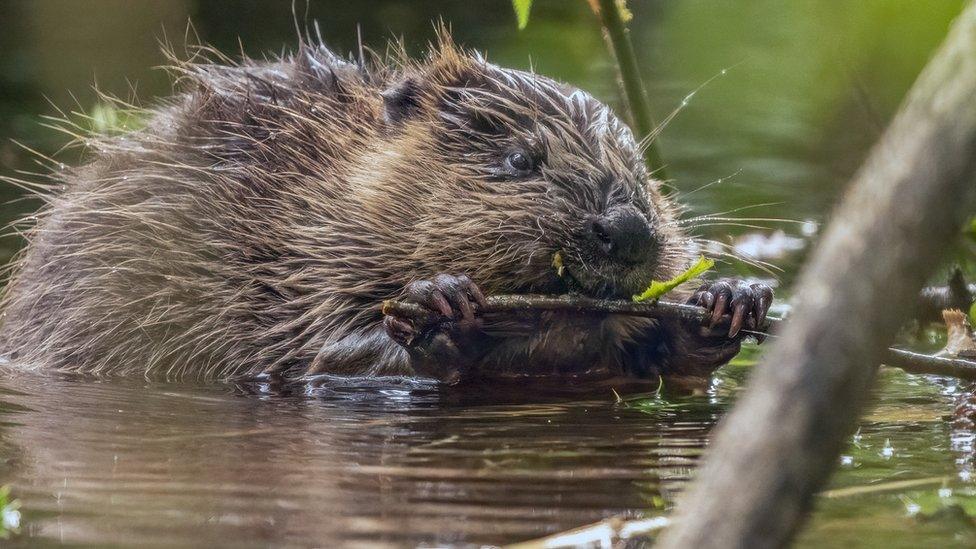 Beaver chewing on a twig