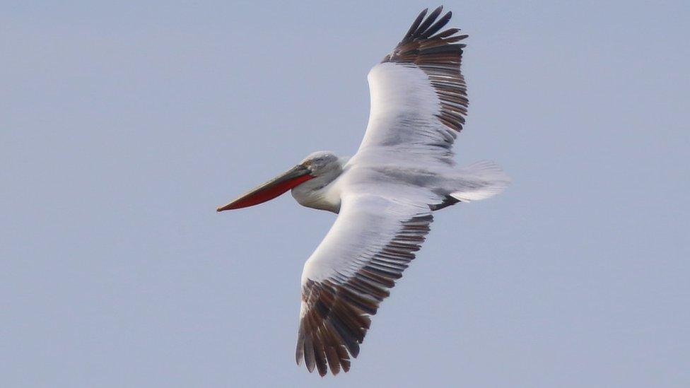 Dalmatian Pelican