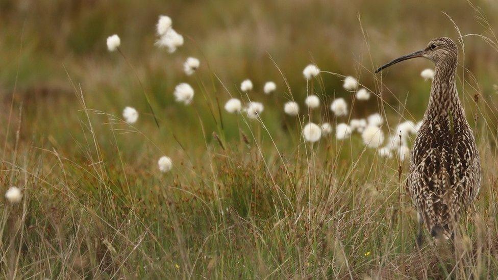 Curlew in Flow Country