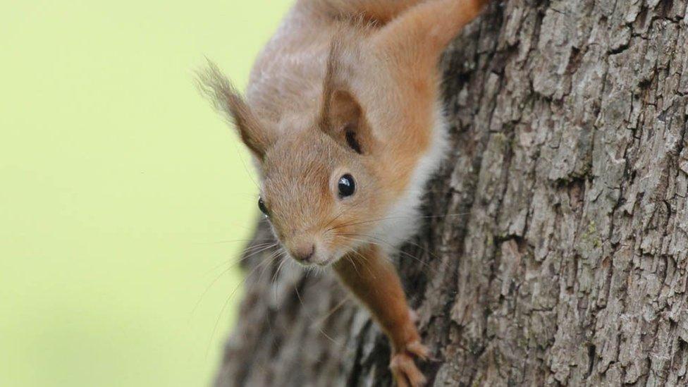 red squirrel on a tree