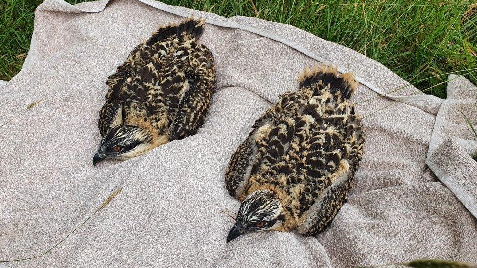 Chicks being tagged