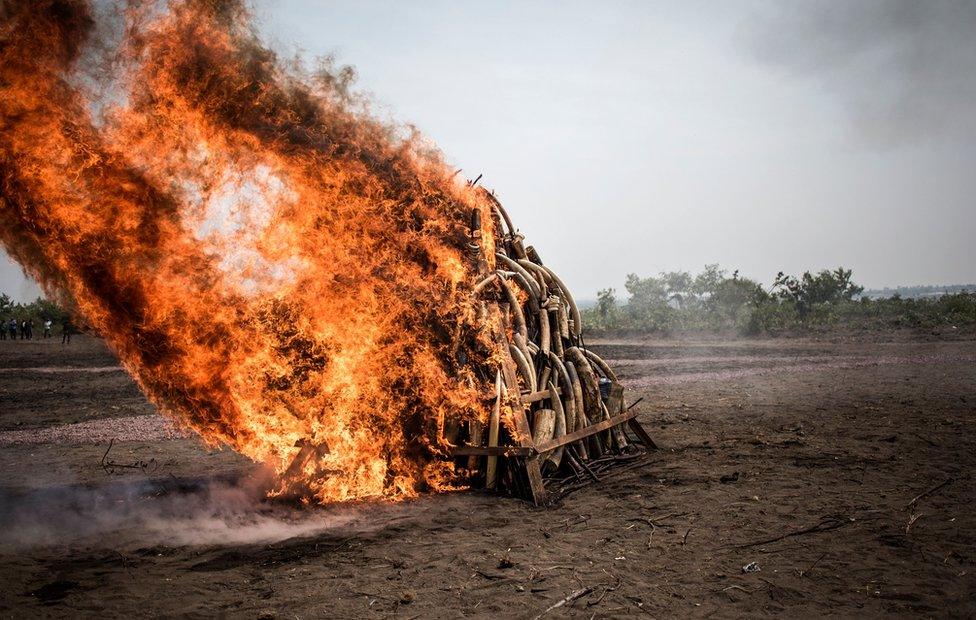 A pile of Ivory is seen being burned durning a ceremony attended by the president of the Democratic Republic of the Congo (DRC) who ignited one ton of ivory and pangolin scales on September 30, 2018 in Kinshasa