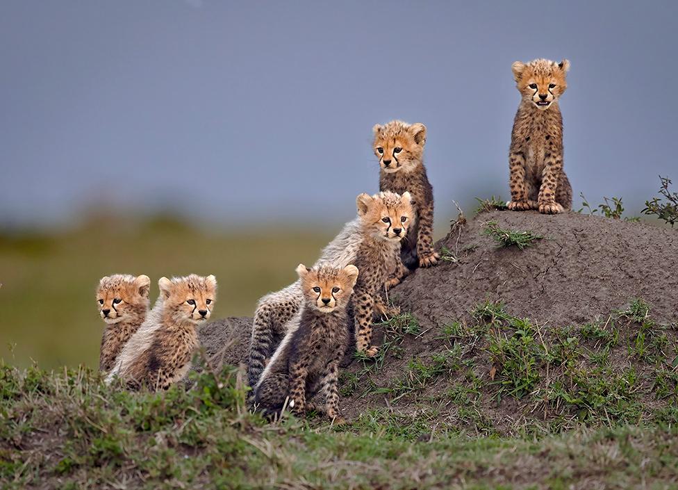 A group of cheetah cubs