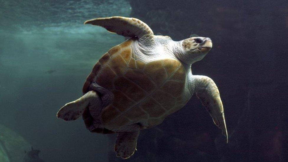 Loggerhead turtle (file photo)