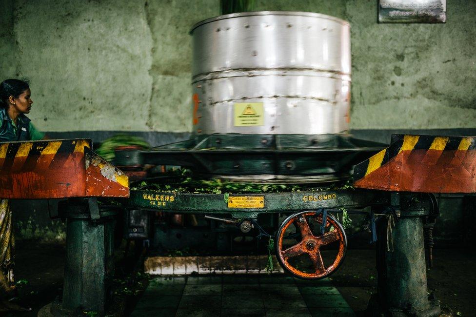 A machine processes tea leaves