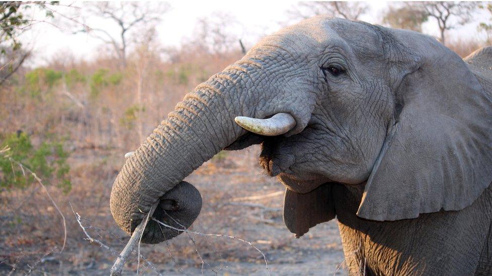 Elephant with a branch in it's trunk