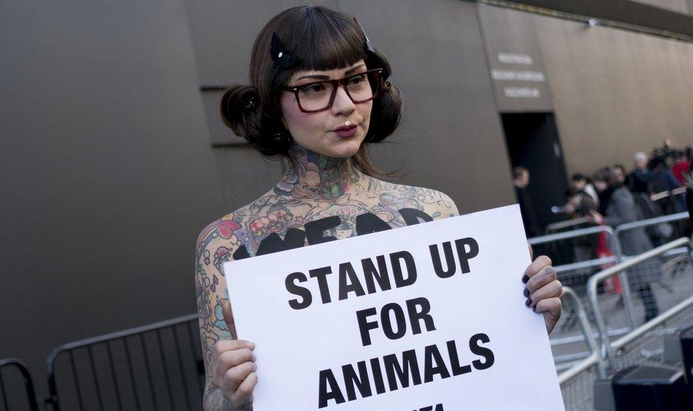 A Peta protestor